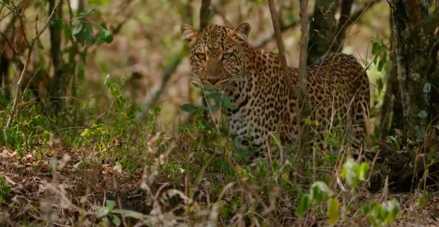 The Chui Mamas of Koija