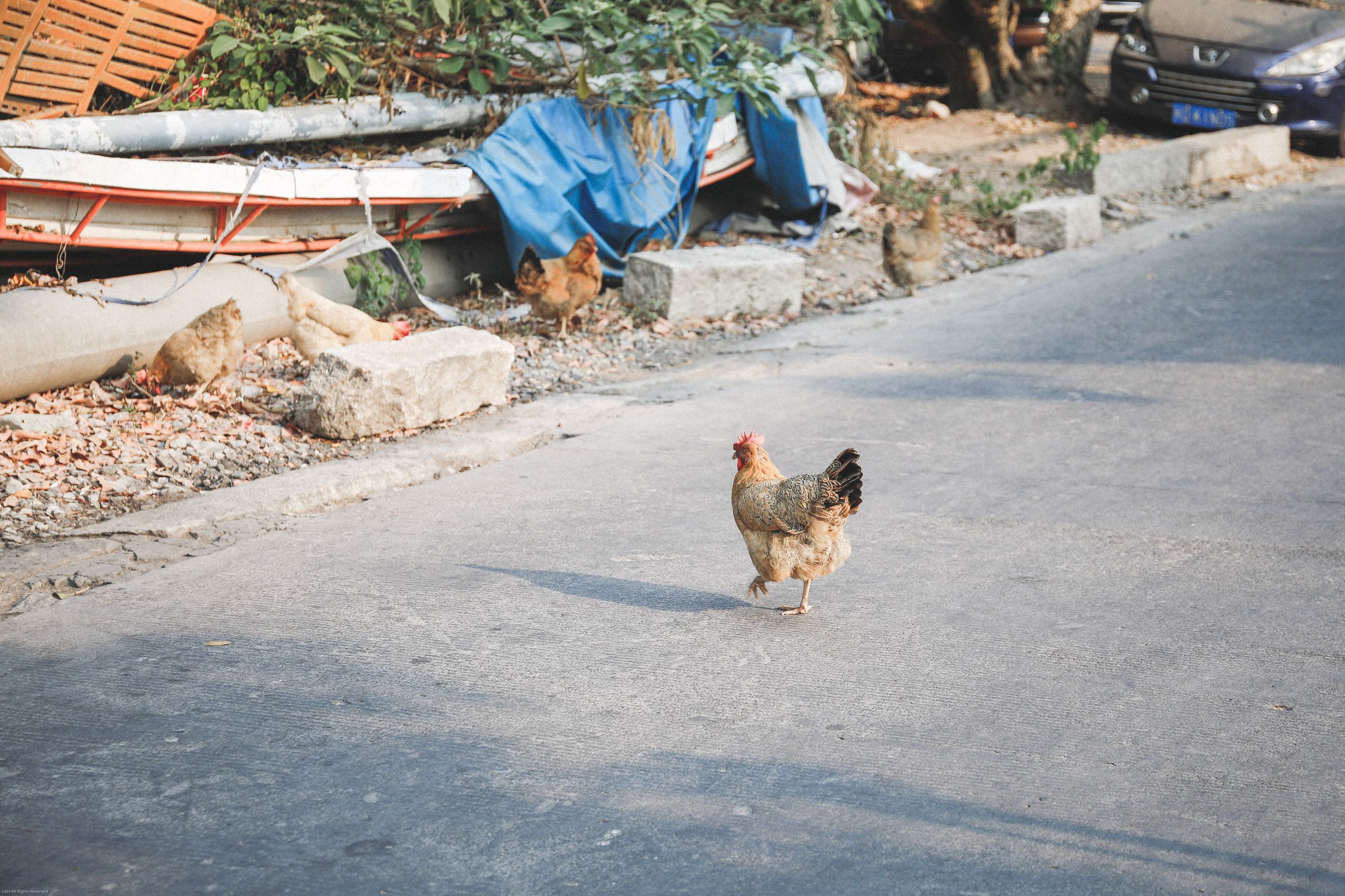 A Chicken in (Almost) Every Pot